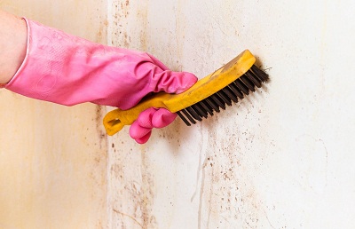 Mold Experts of Charlotte